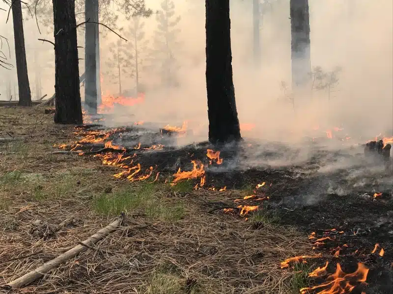 Good fire behavior on the Mangum Fire_Credit Kaibab National Forest