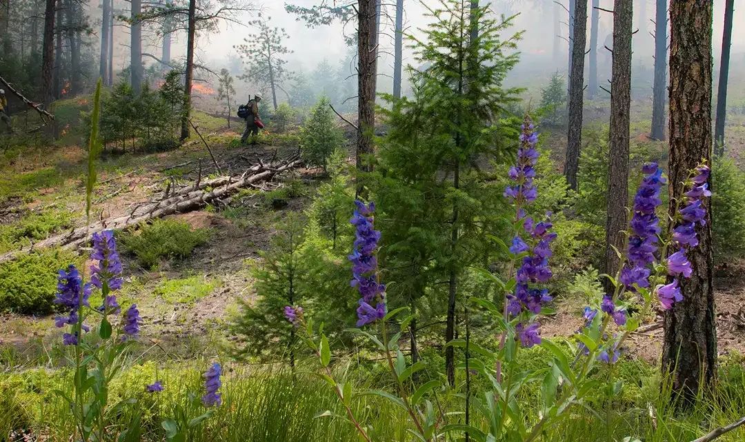 Flowers in the Forest Header
