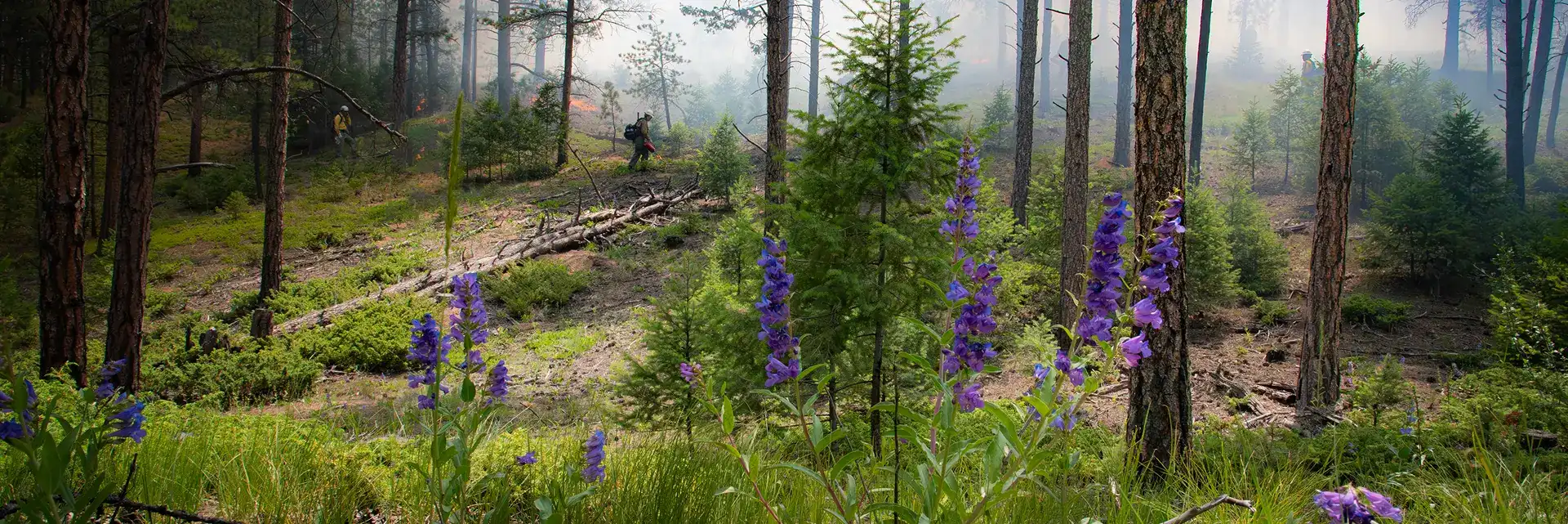 Flowers in the Forest Header