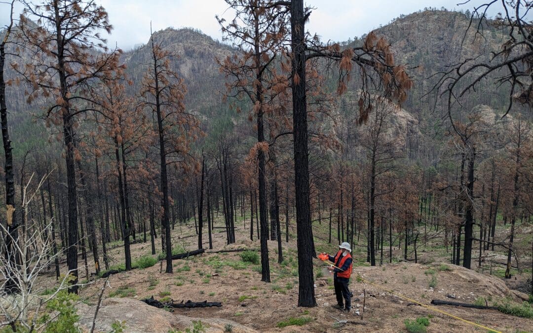 Forester takes metrics on a burned tree